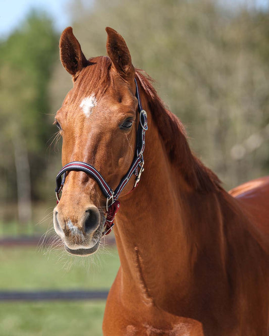 QHP Bordeaux Flore Headcollar