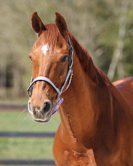 QHP Lavender Flore Headcollar