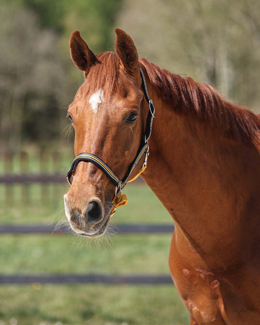 QHP Sunflower Flore Headcollar