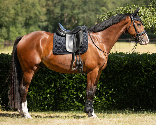 QHP Black Fading General Purpose Saddle Pad