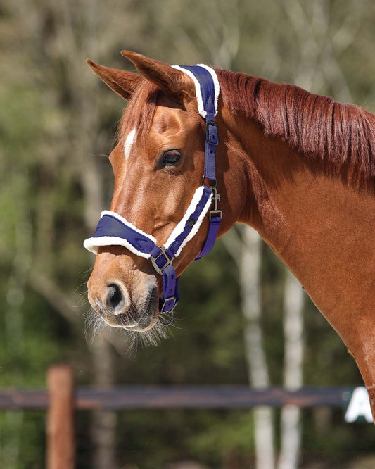 QHP Navy Classy Headcollar