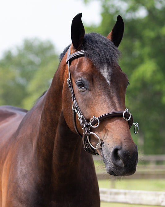 QHP Brown Multi Leather Cavesson