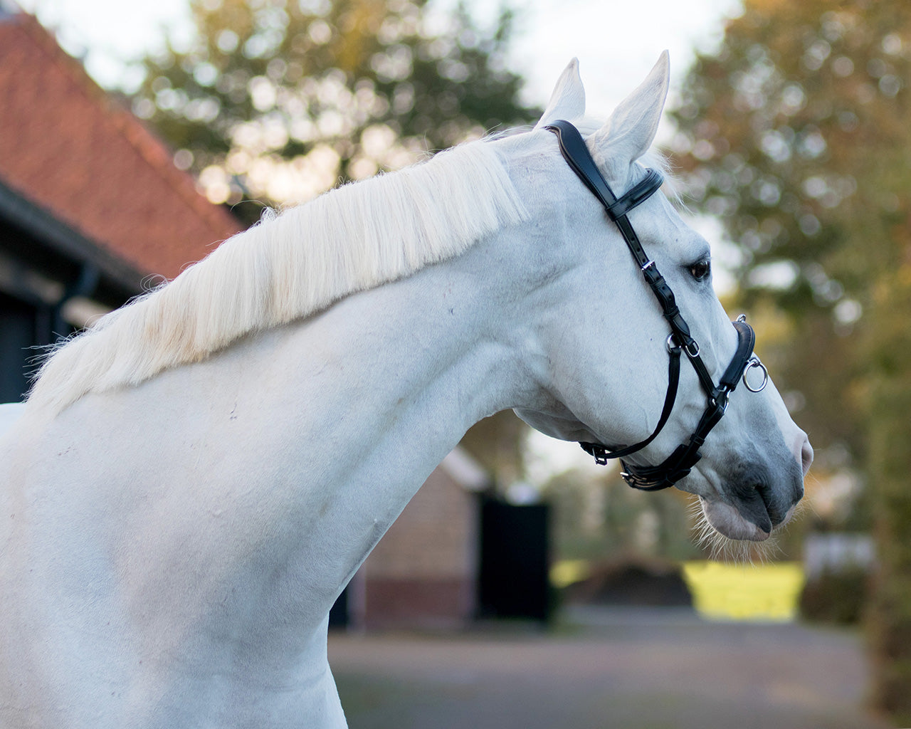 QHP Black Multi Leather Cavesson