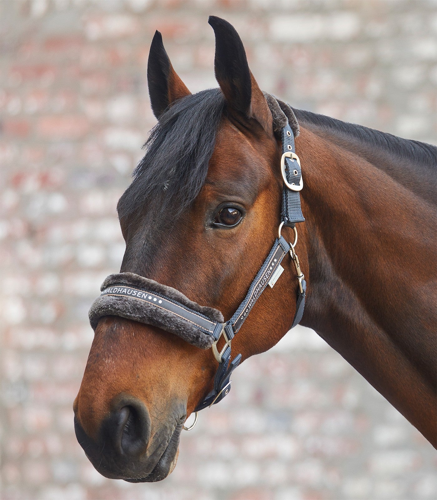 Waldhausen Asphalt Elegant Headcollar