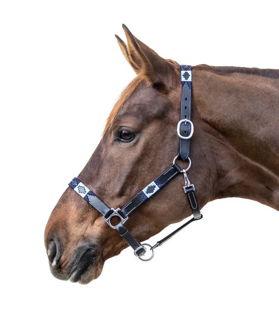 Waldhausen Black Blue Polo Headcollar