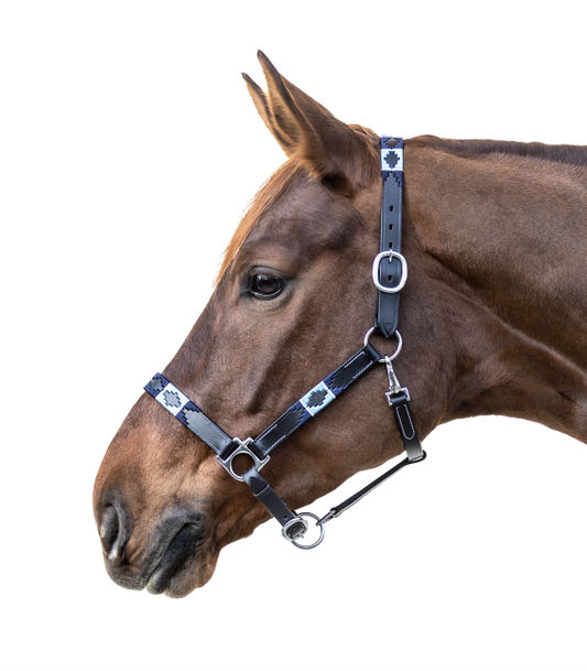 Waldhausen Black Blue Polo Headcollar