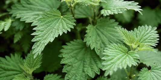 Nettle and why we love it ❤️