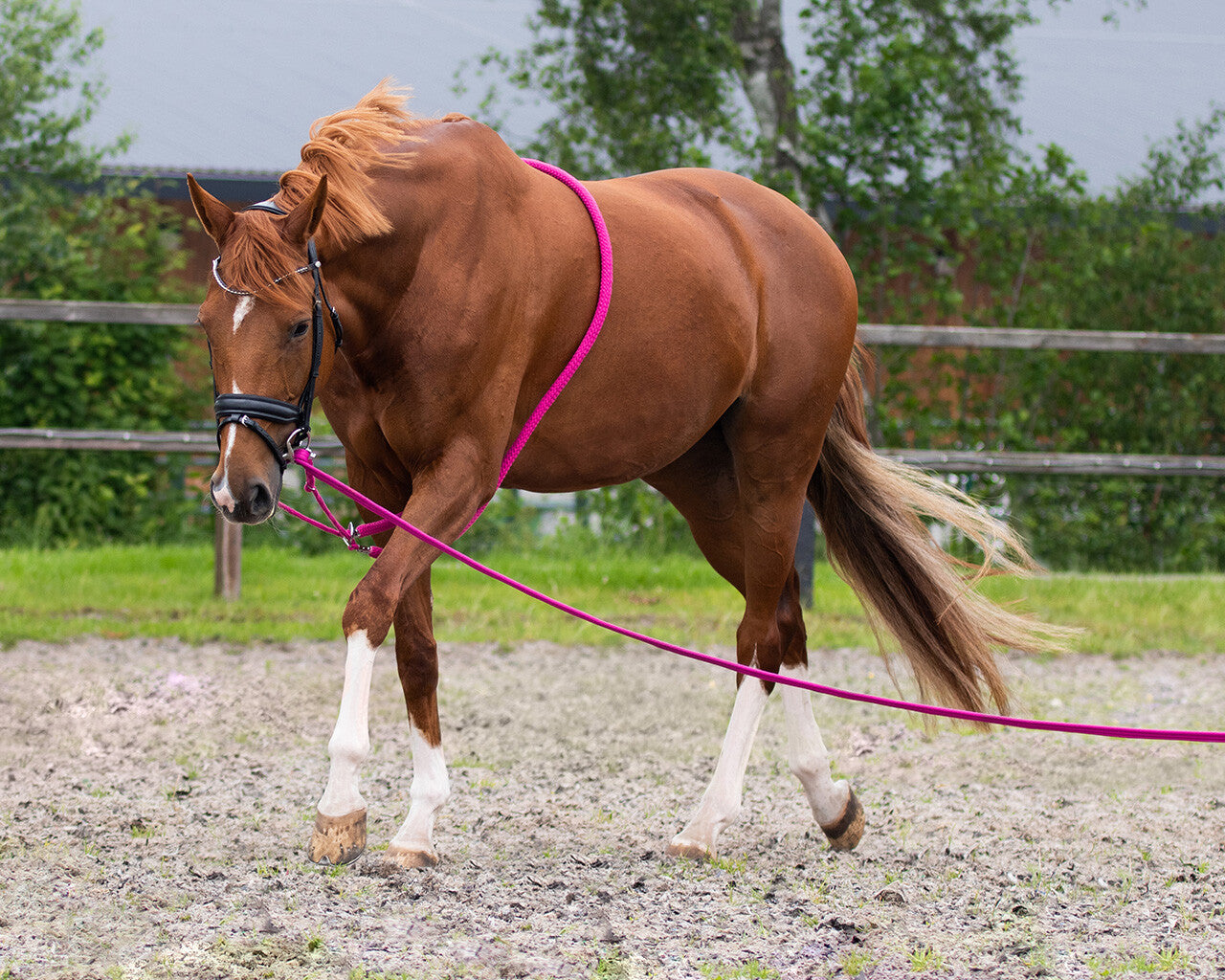 Lunge Ropes & Horsemanship Ropes