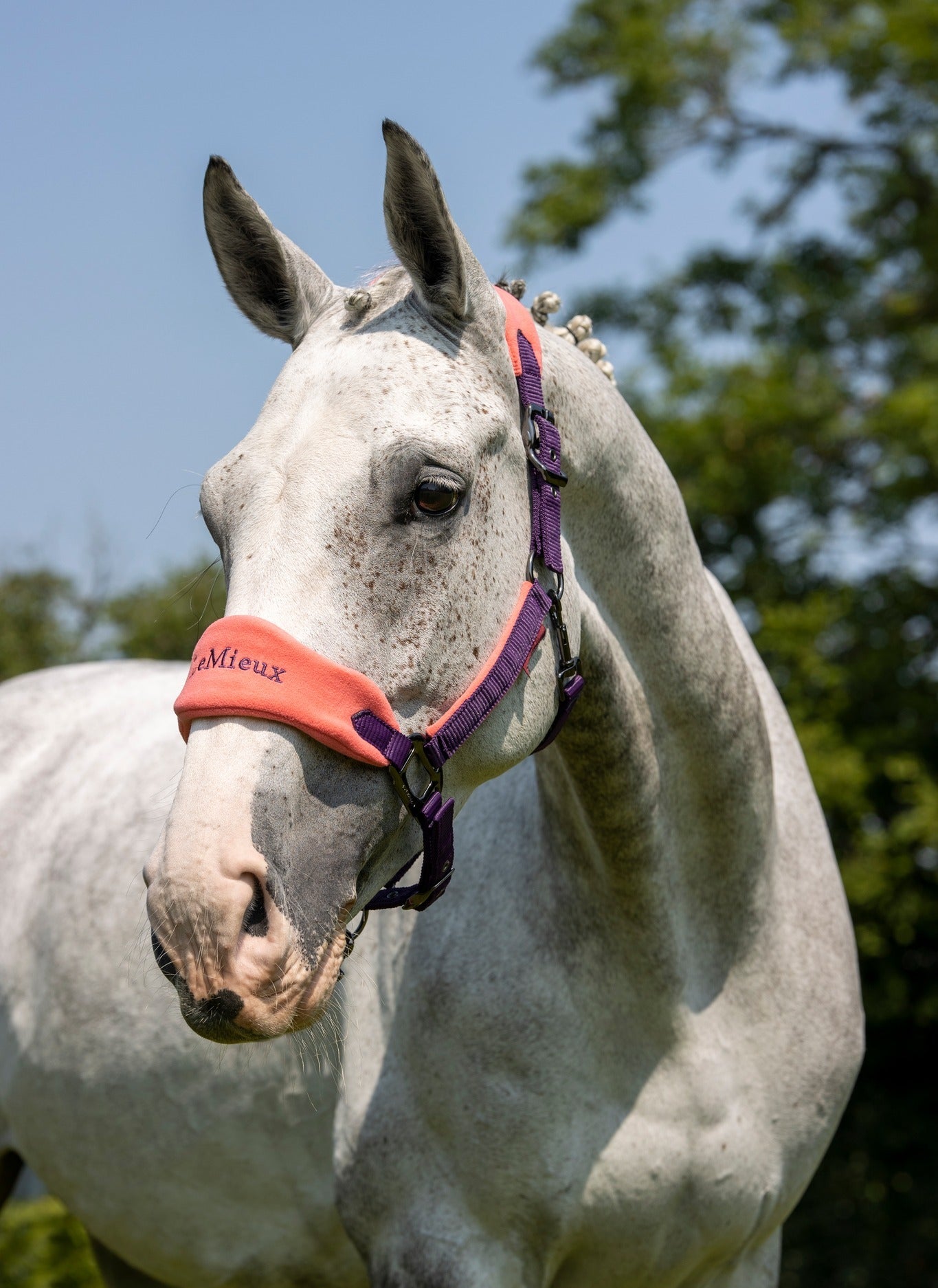 Headcollars