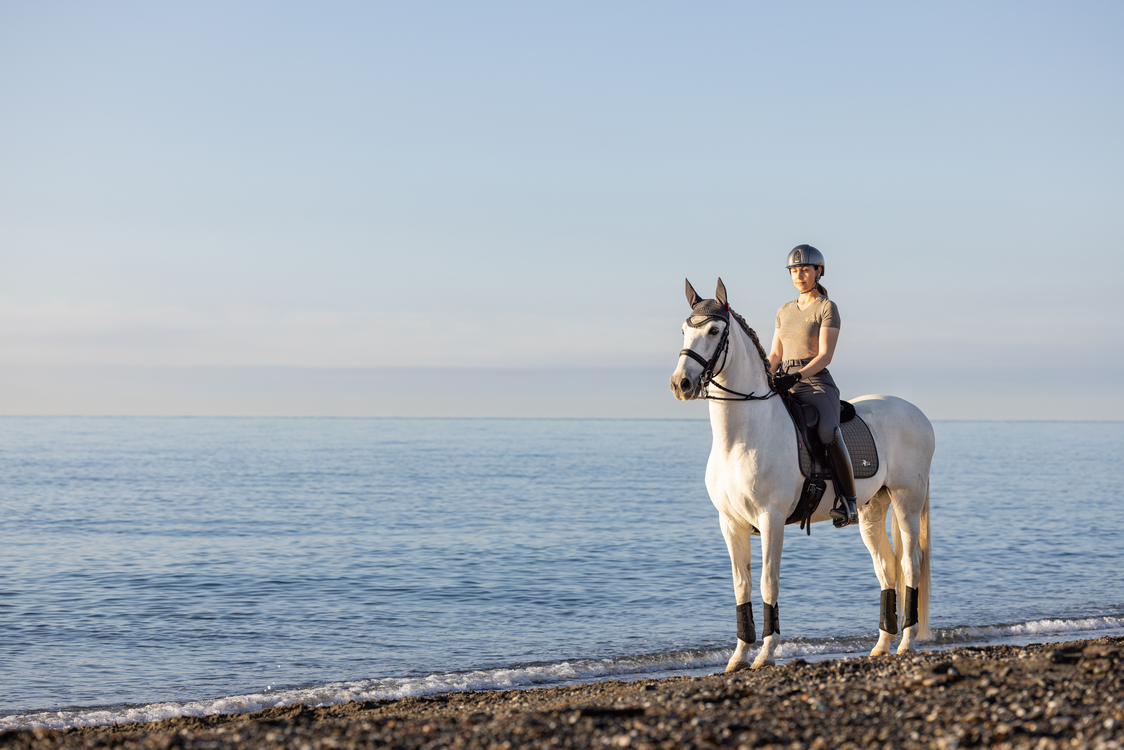 horse with rider standing on a beach at low tide