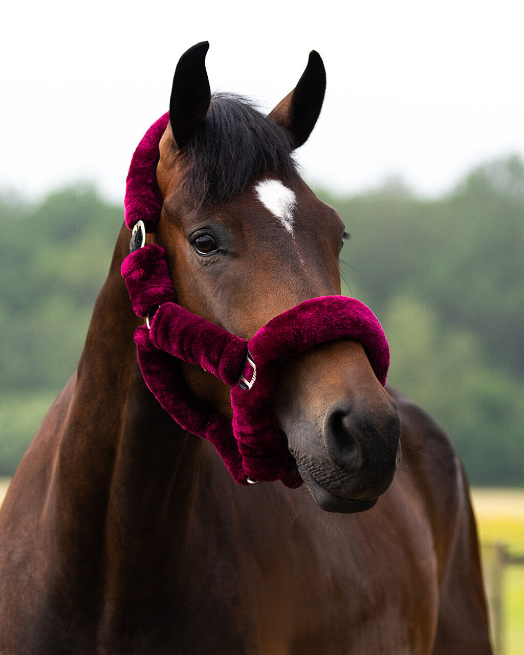 QHP Burgundy Alaska Headcollar