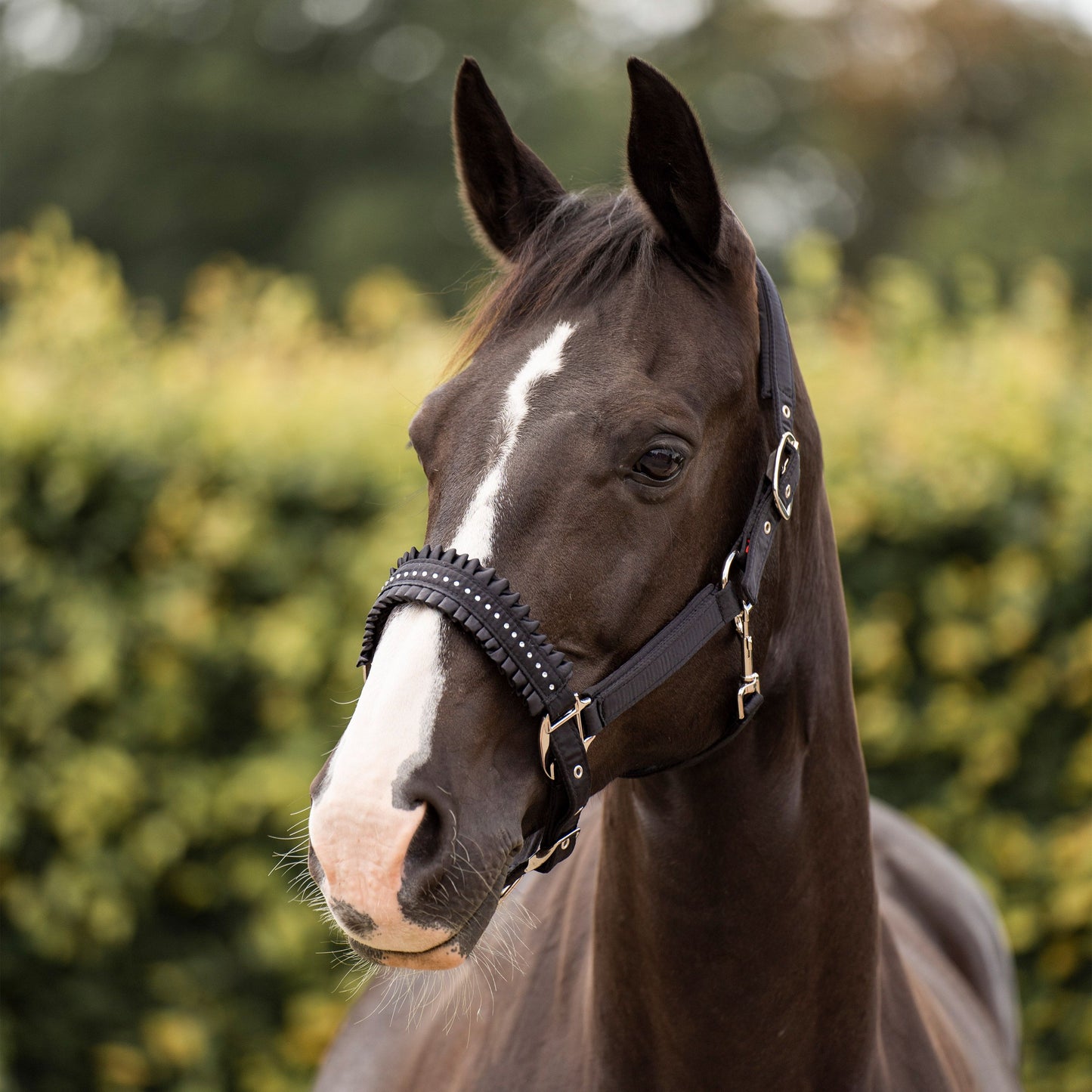 Imperial Riding Black Lovely Headcollar