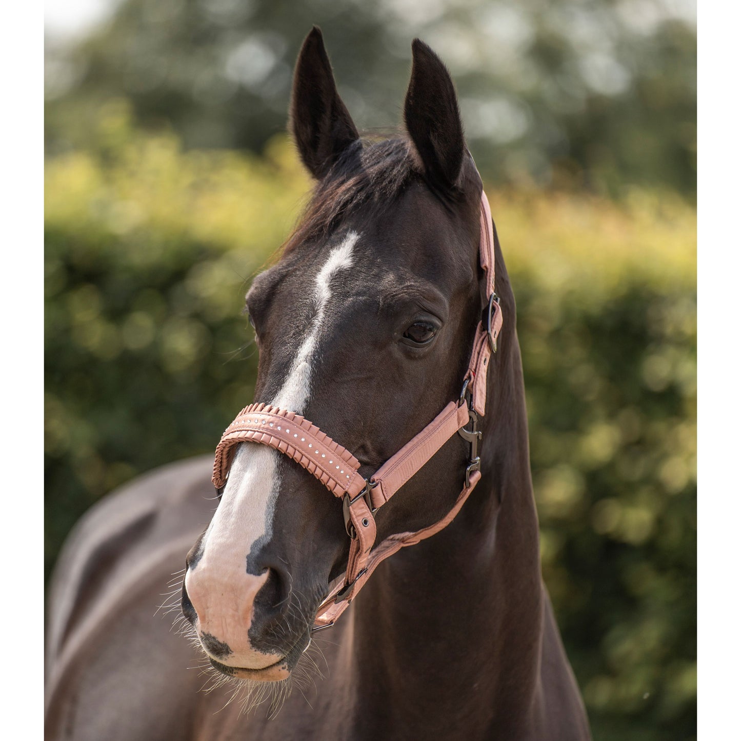 Imperial Riding Rosy Lovely Headcollar