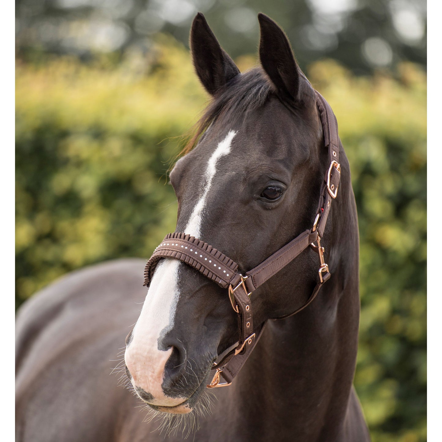 Imperial Riding Brown Lovely Headcollar